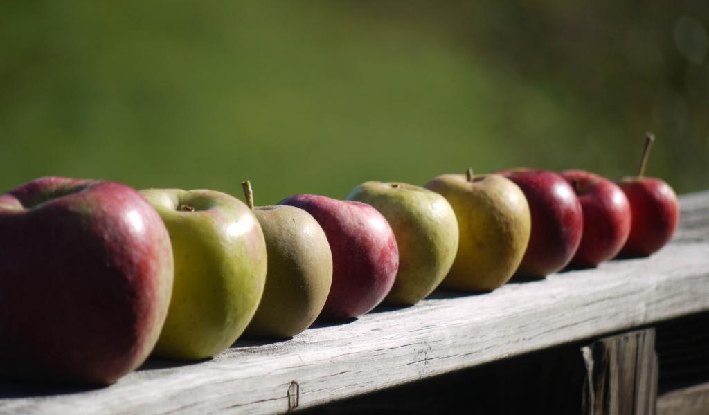 Apples Fruit Fresh Fence