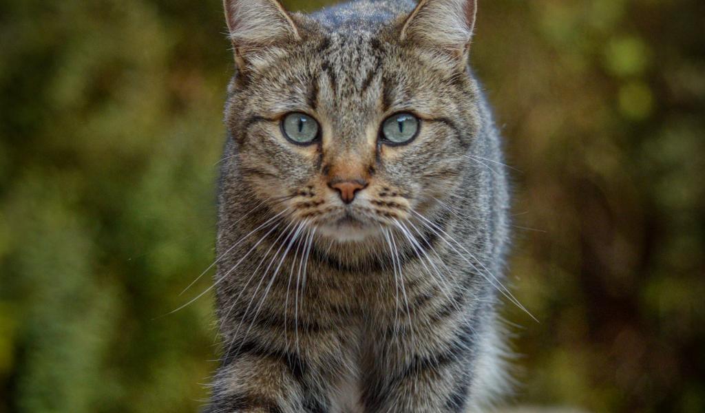 Cat Animal Glance Pet