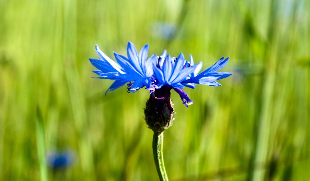 Cornflower Flower Plant Macro