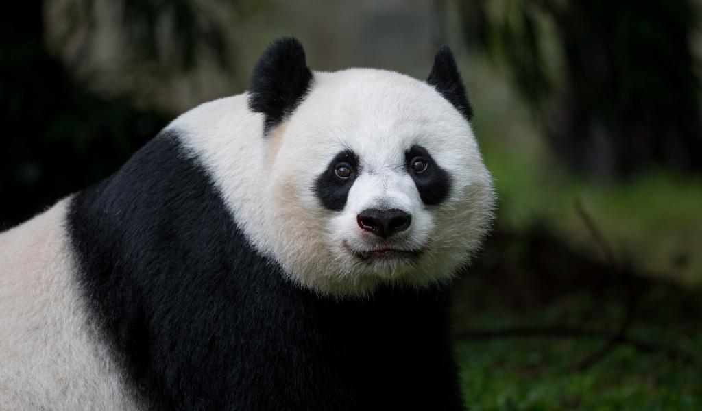 Panda Glance Animal