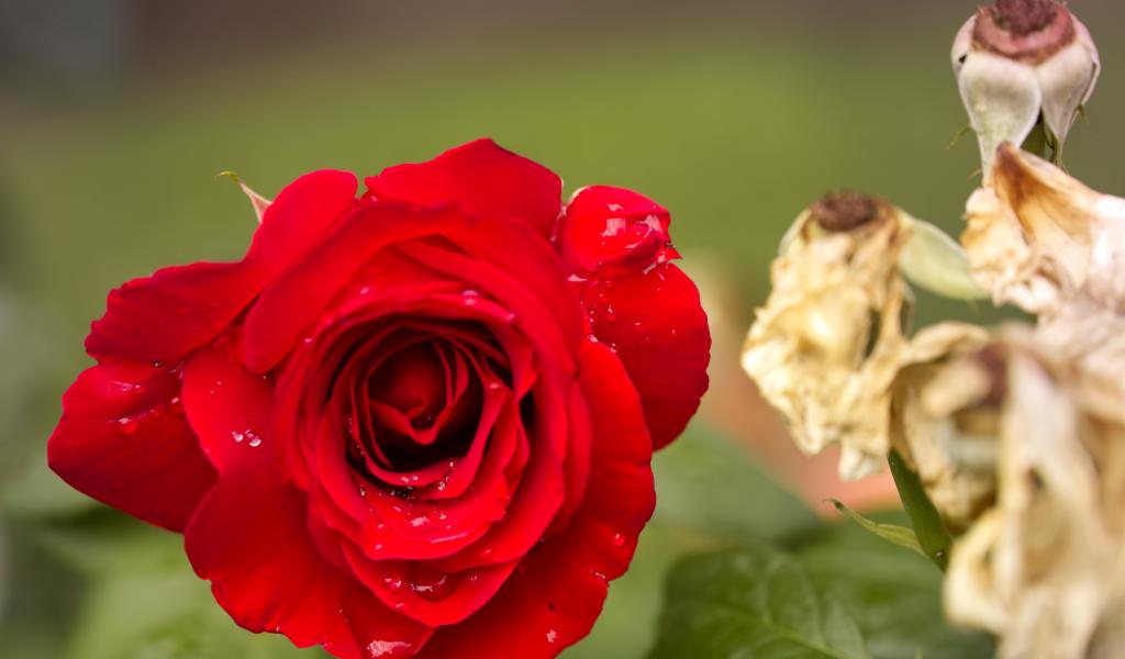 Rose Flower Petals Plant Macro