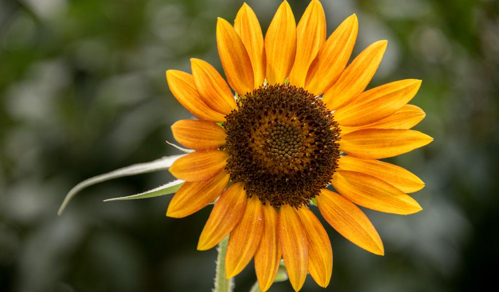 Sunflower Flower Petals Plant Yellow Macro