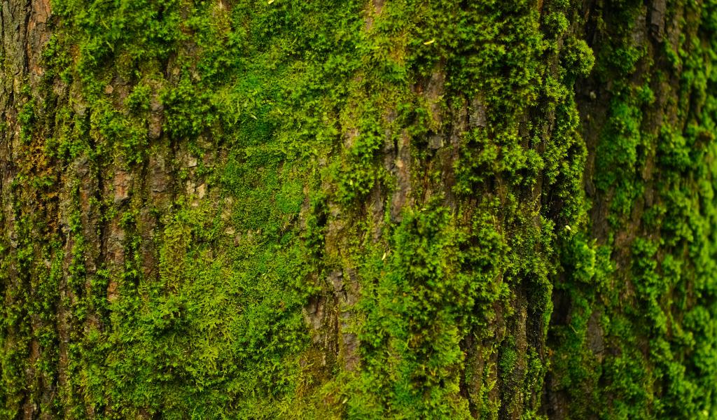 Tree Bark Moss Texture