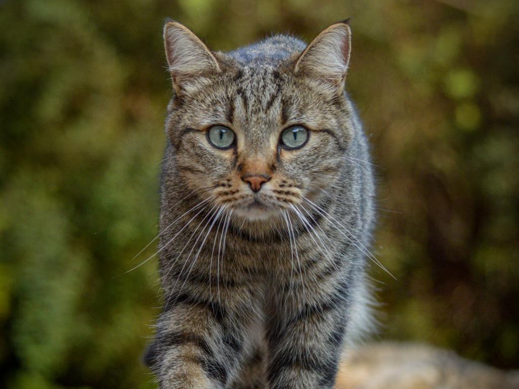Cat Animal Glance Pet