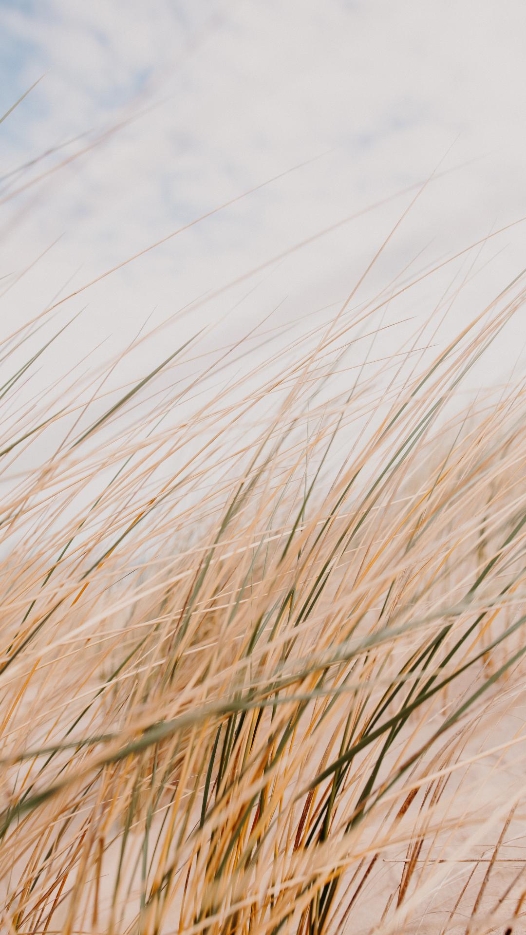 Grass Field Desert Macro