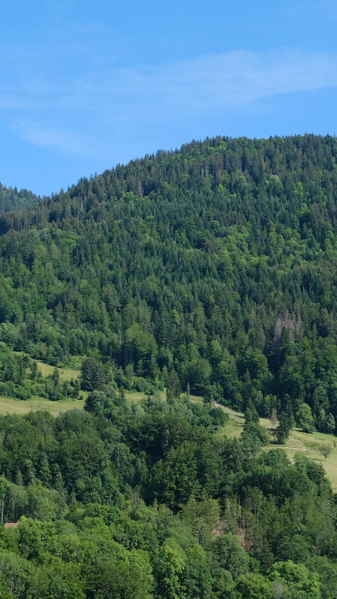 Hills Forest Trees Nature Landscape Aerial-view