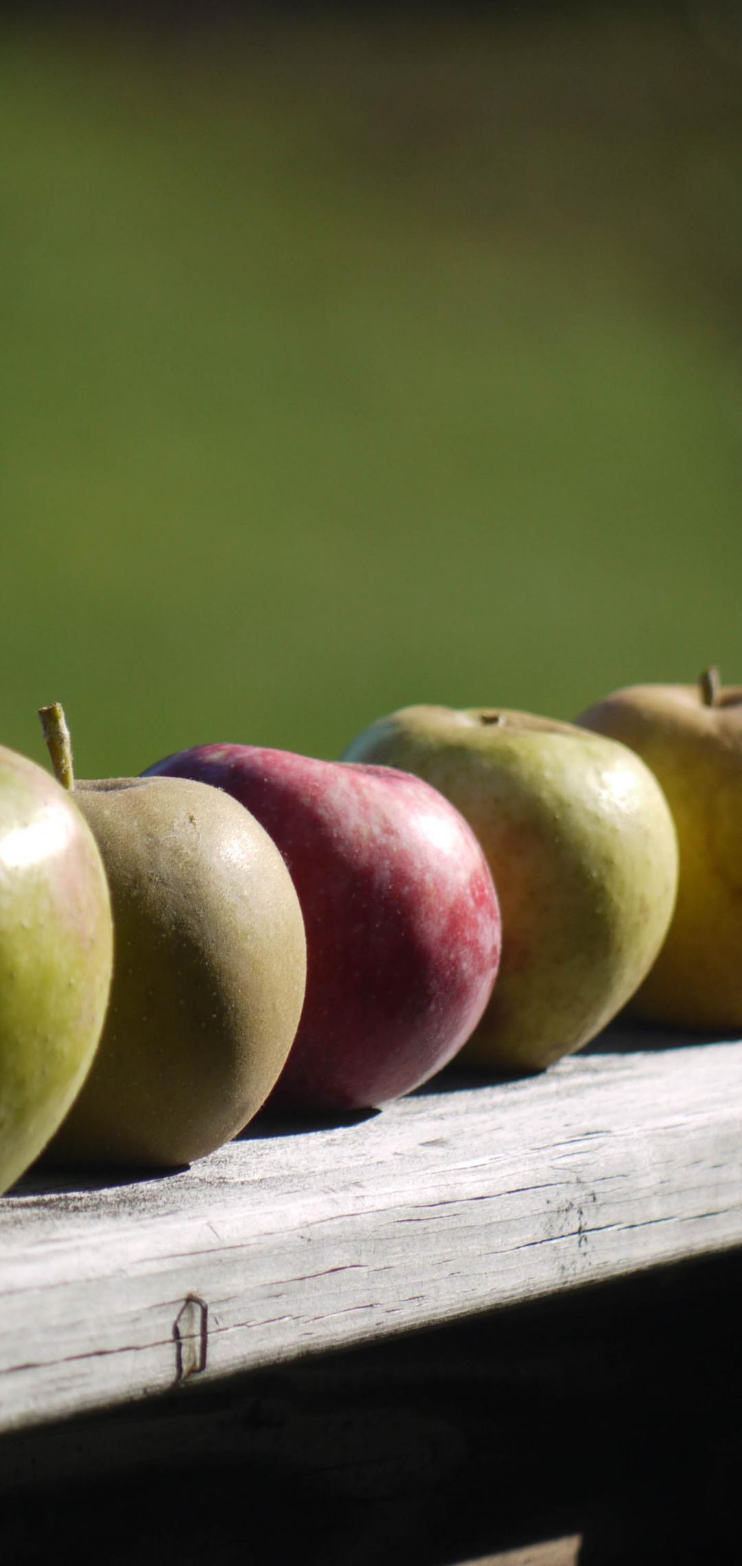 Apples Fruit Fresh Fence