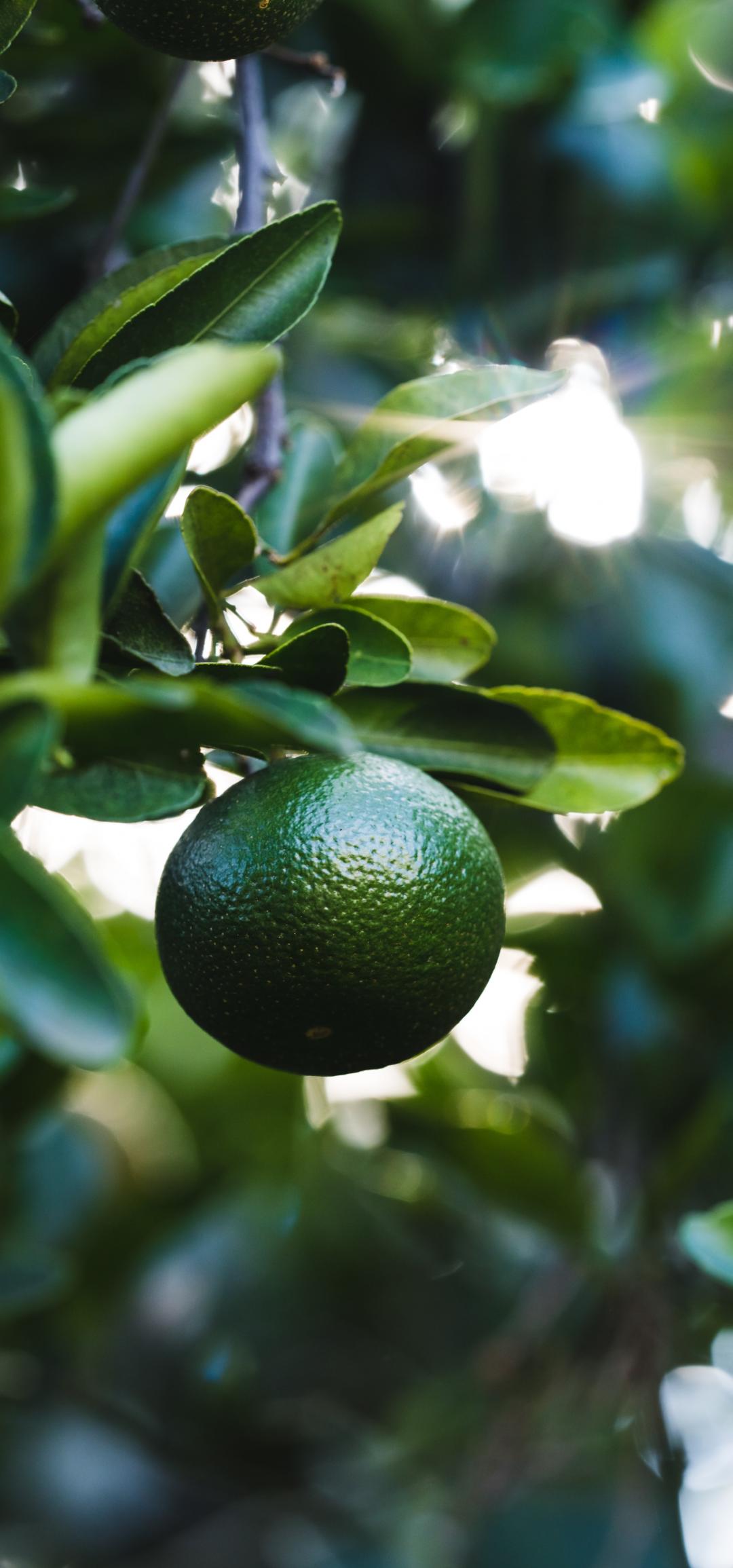 Lime Fruit Branch Leaves Plant Green