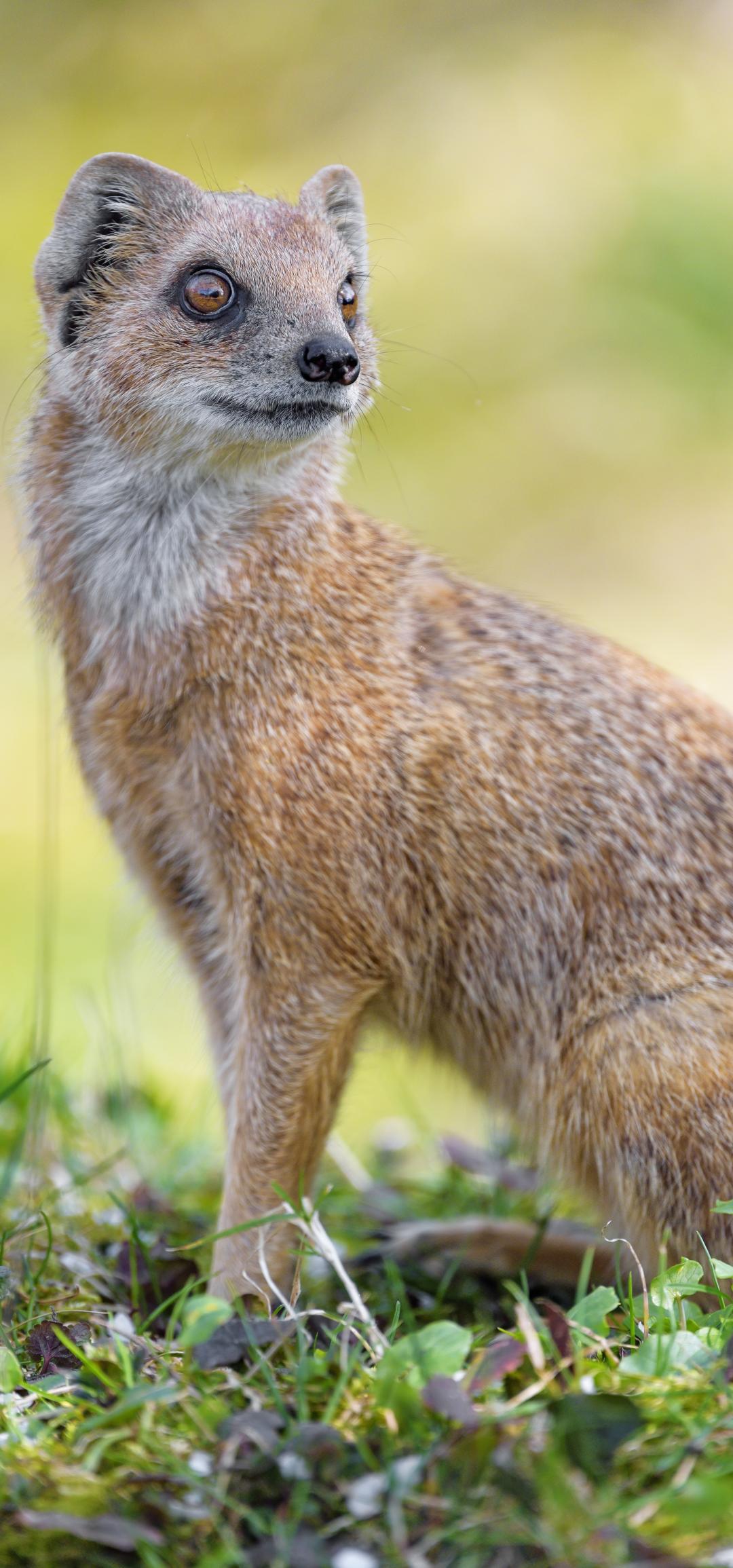 Mongoose Glance Funny Animal