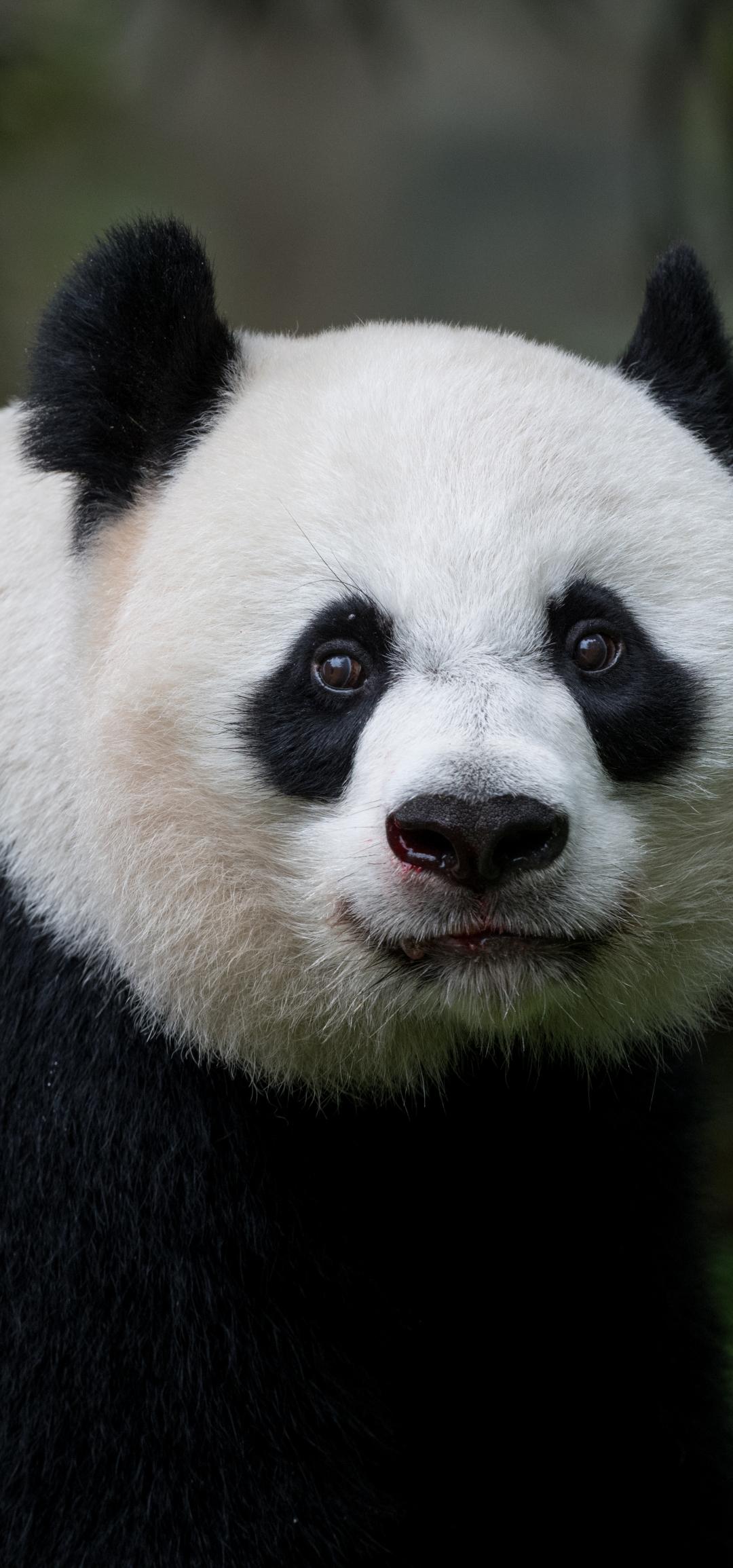 Panda Glance Animal