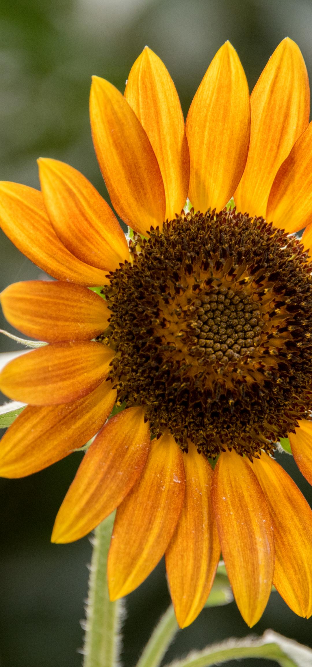 Sunflower Flower Petals Plant Yellow Macro