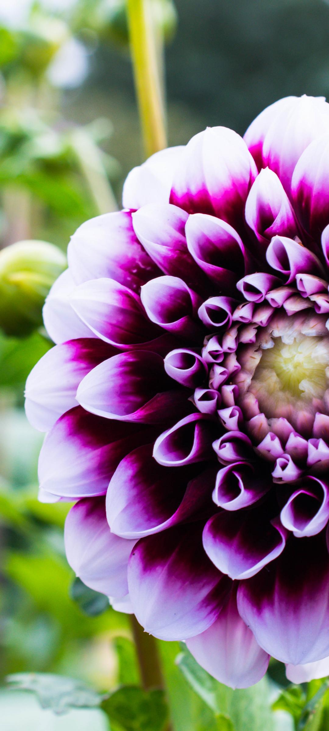 Dahlia Flower Petals Purple Macro