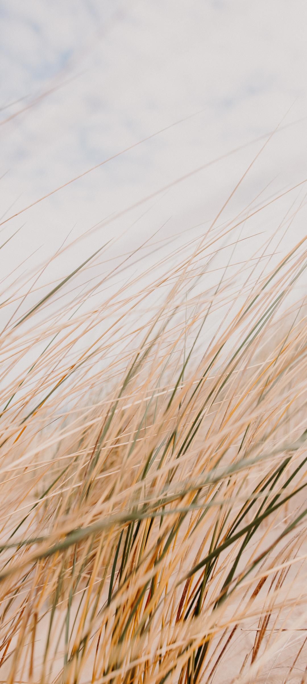 Grass Field Desert Macro