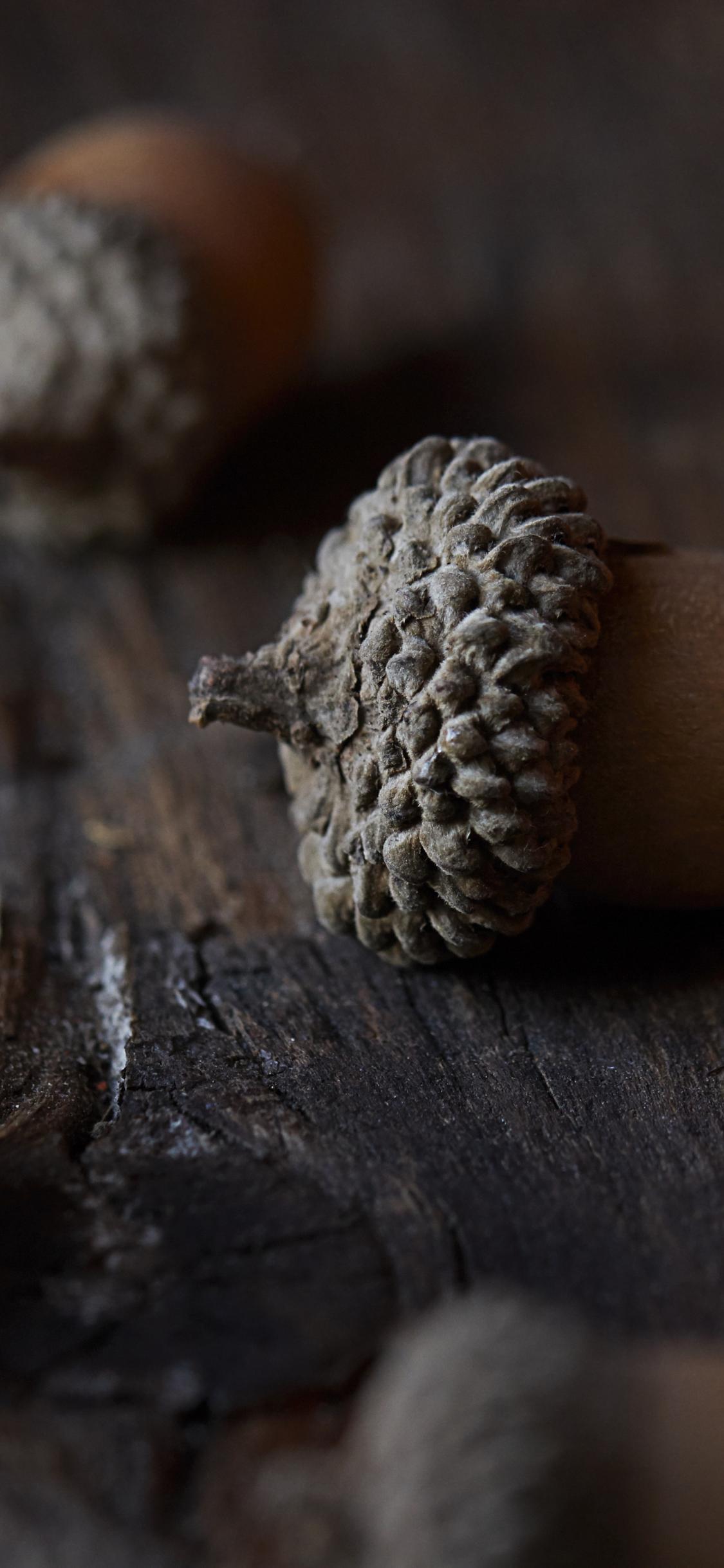 Acorn Nut Macro Brown