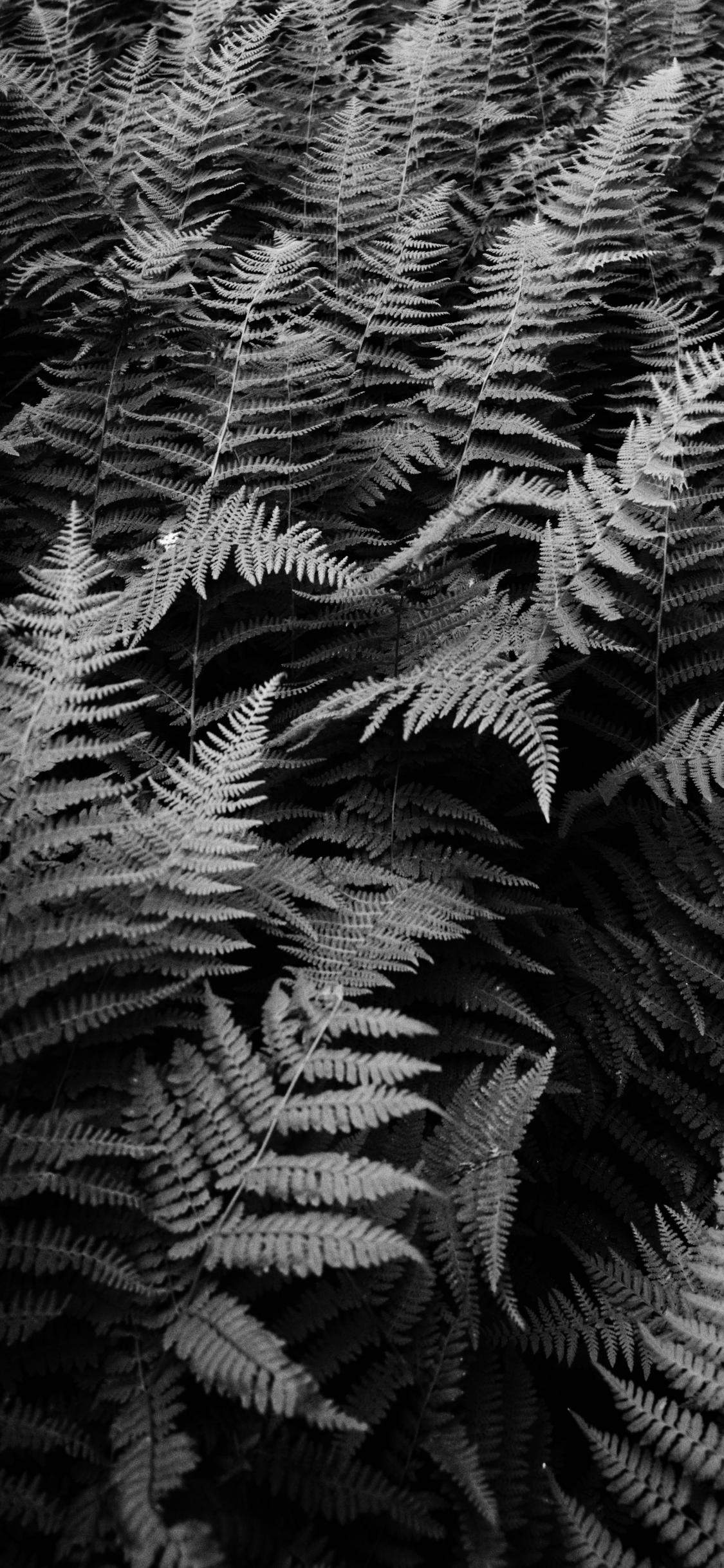 Fern Plants Black-and-white