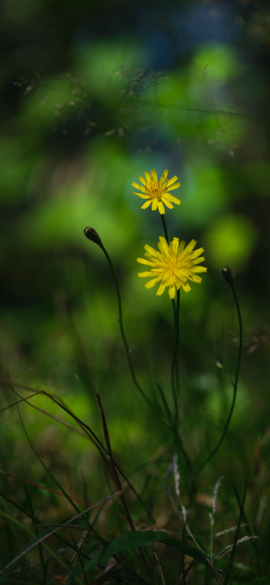 Flowers Petals Yellow Macro Blur