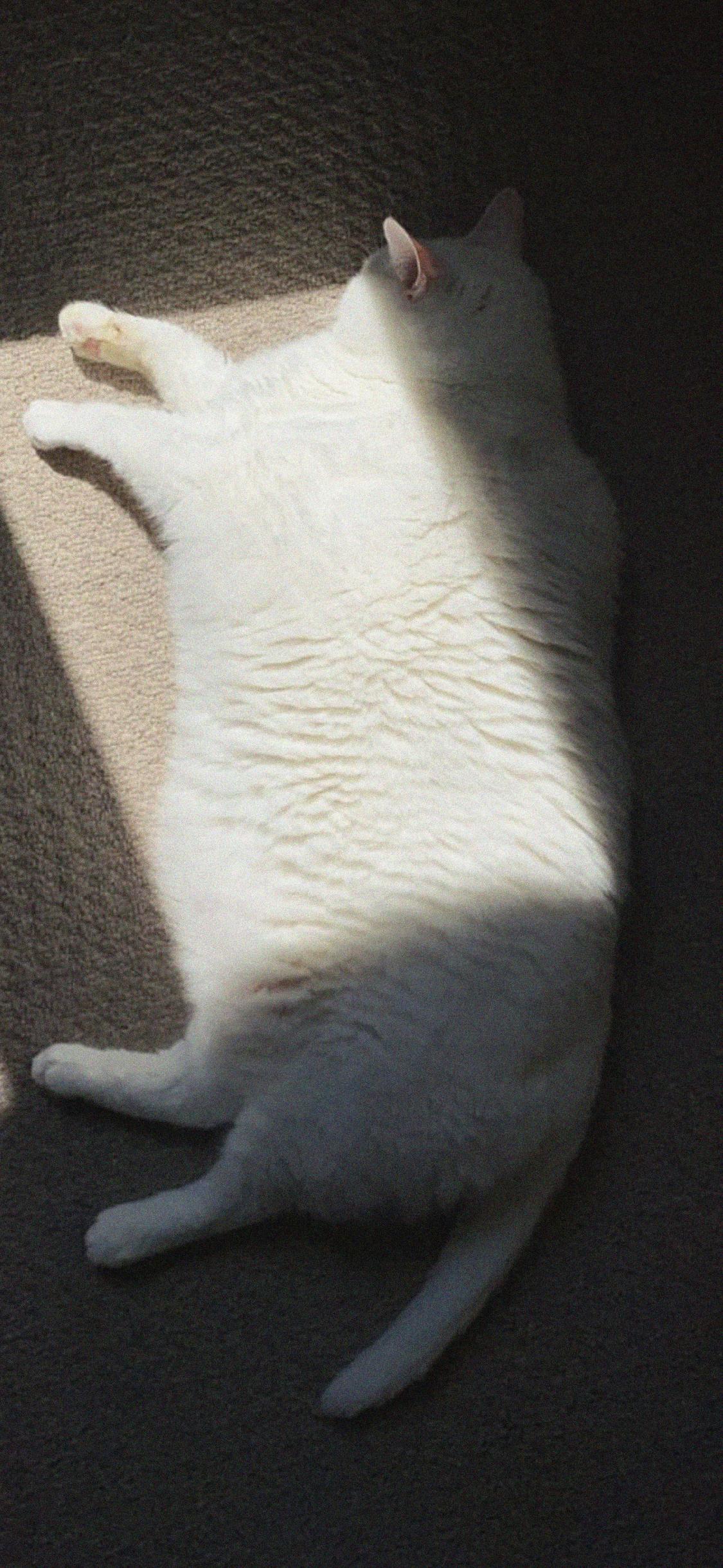 King-duncan Fat-cat Cat Fluffy White