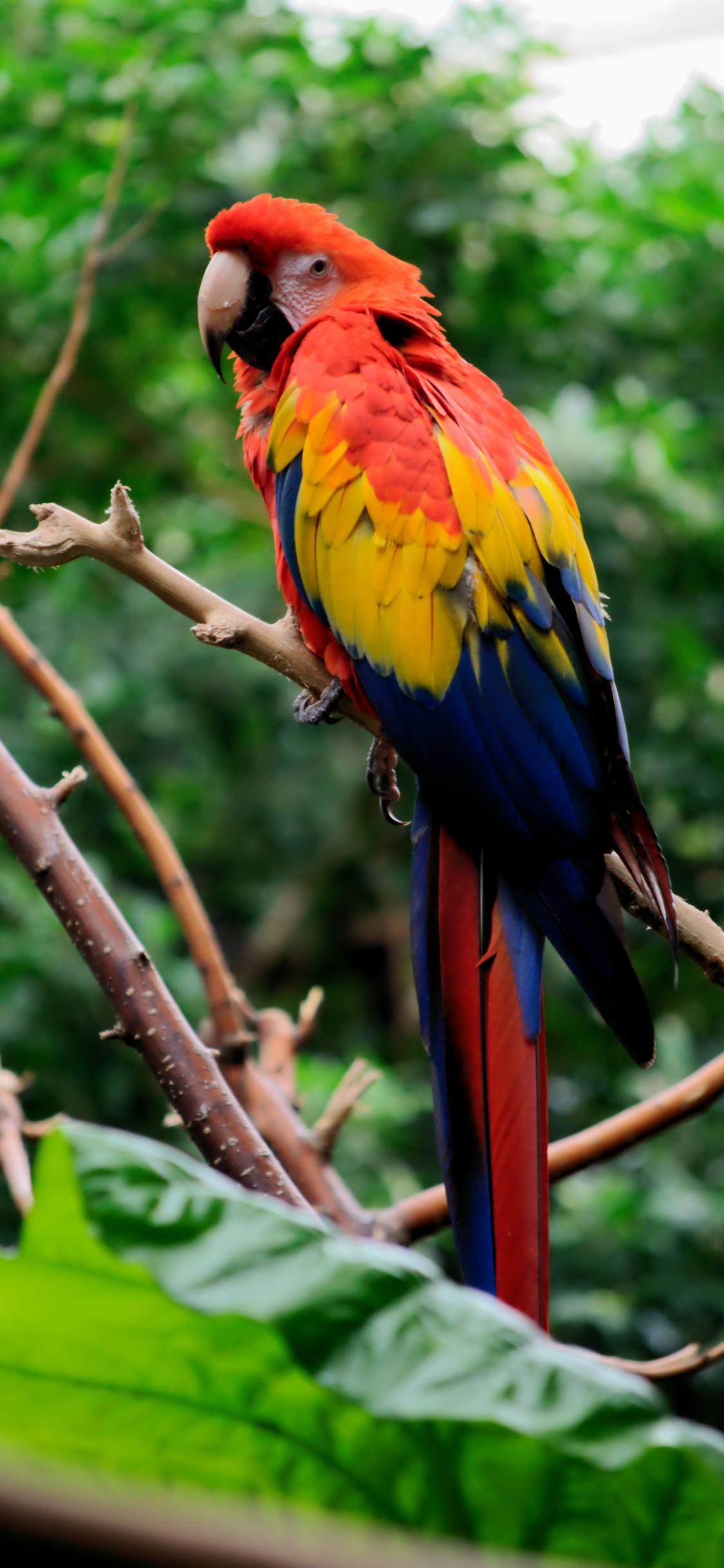 Parrot Bird Tree Branches Leaves