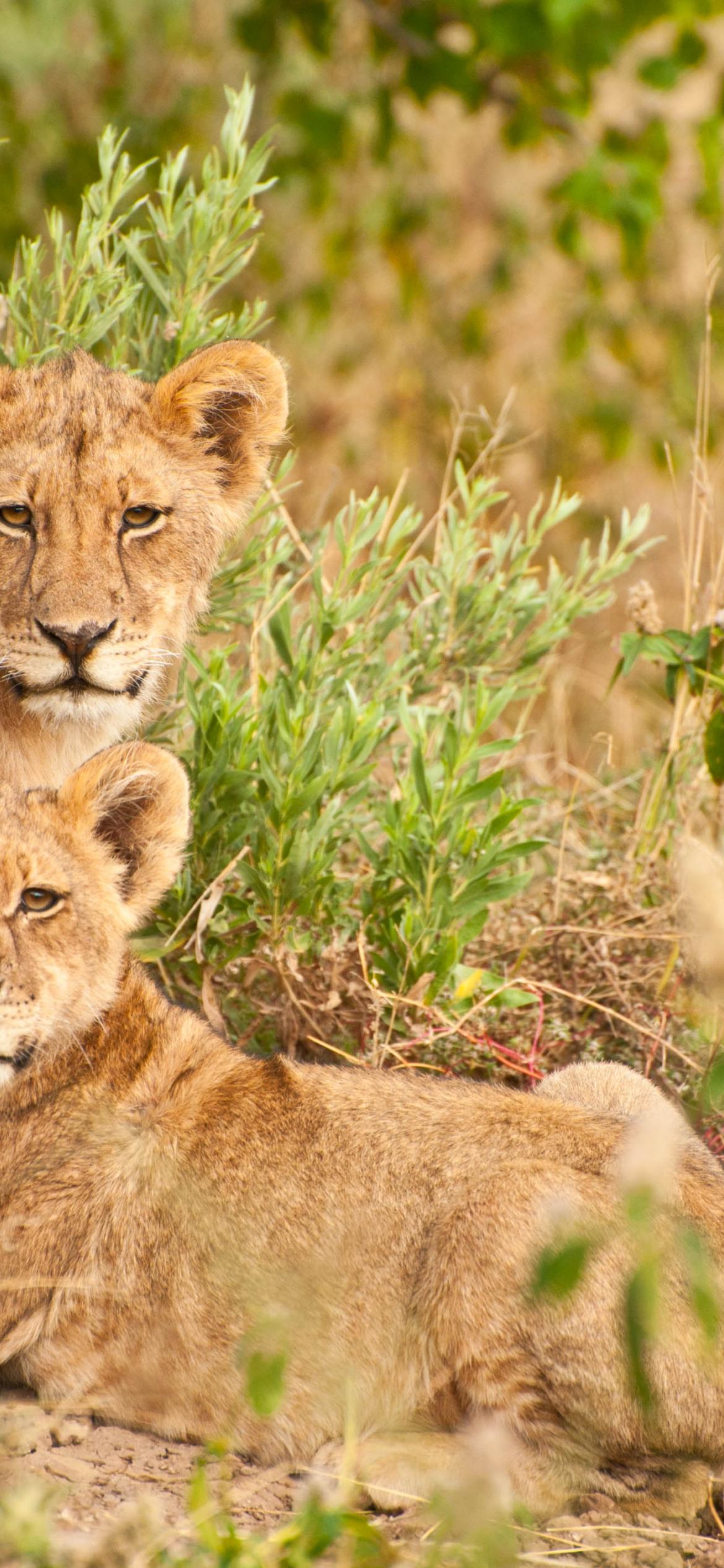 Lions Family Animals Wildlife