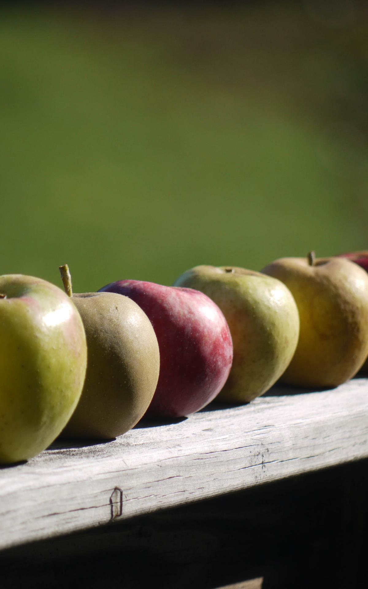 Apples Fruit Fresh Fence