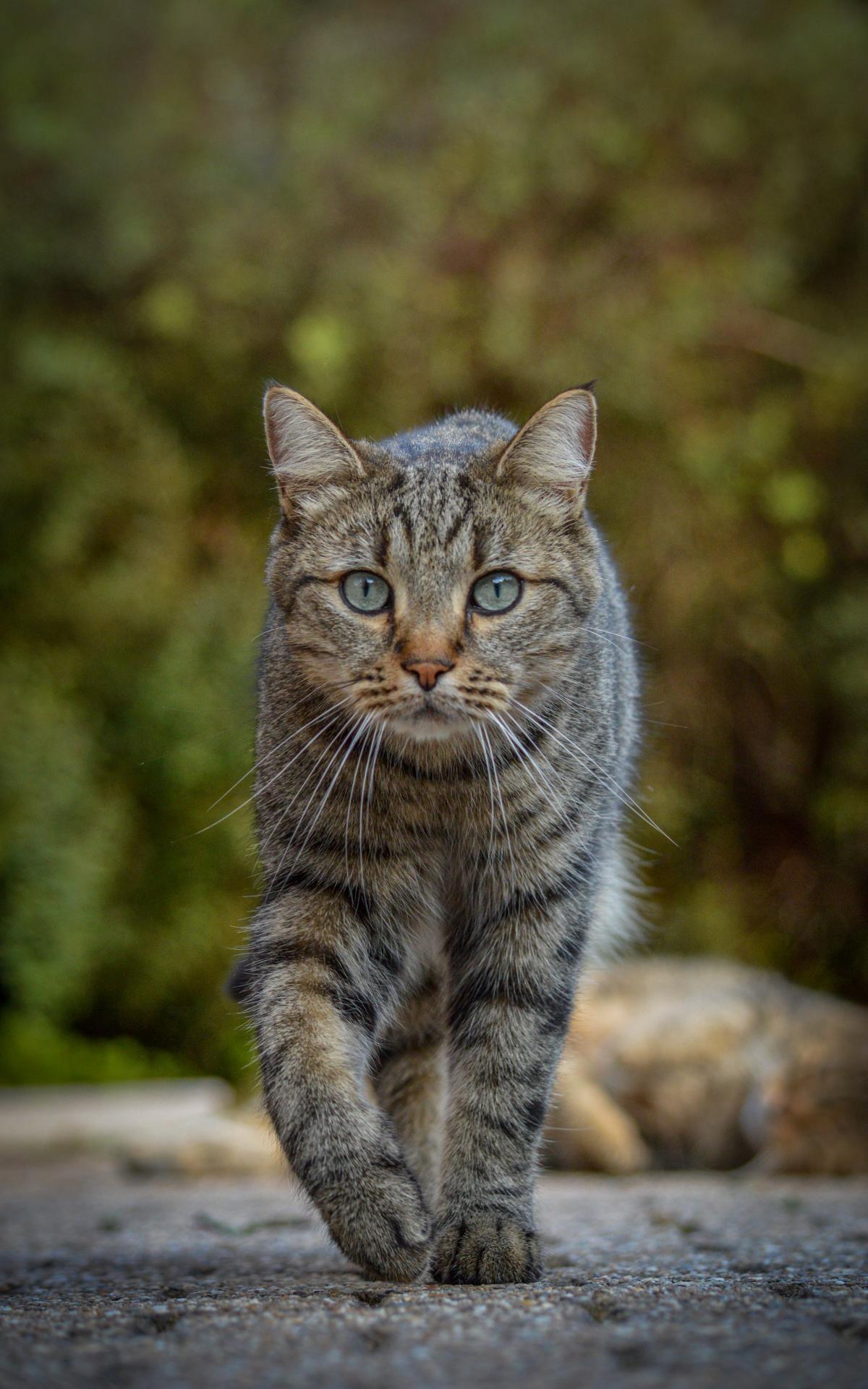 Cat Animal Glance Pet