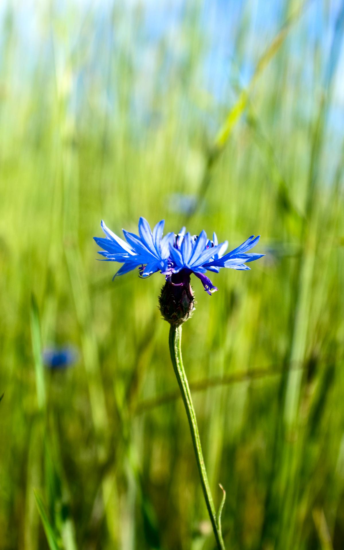 Cornflower Flower Plant Macro