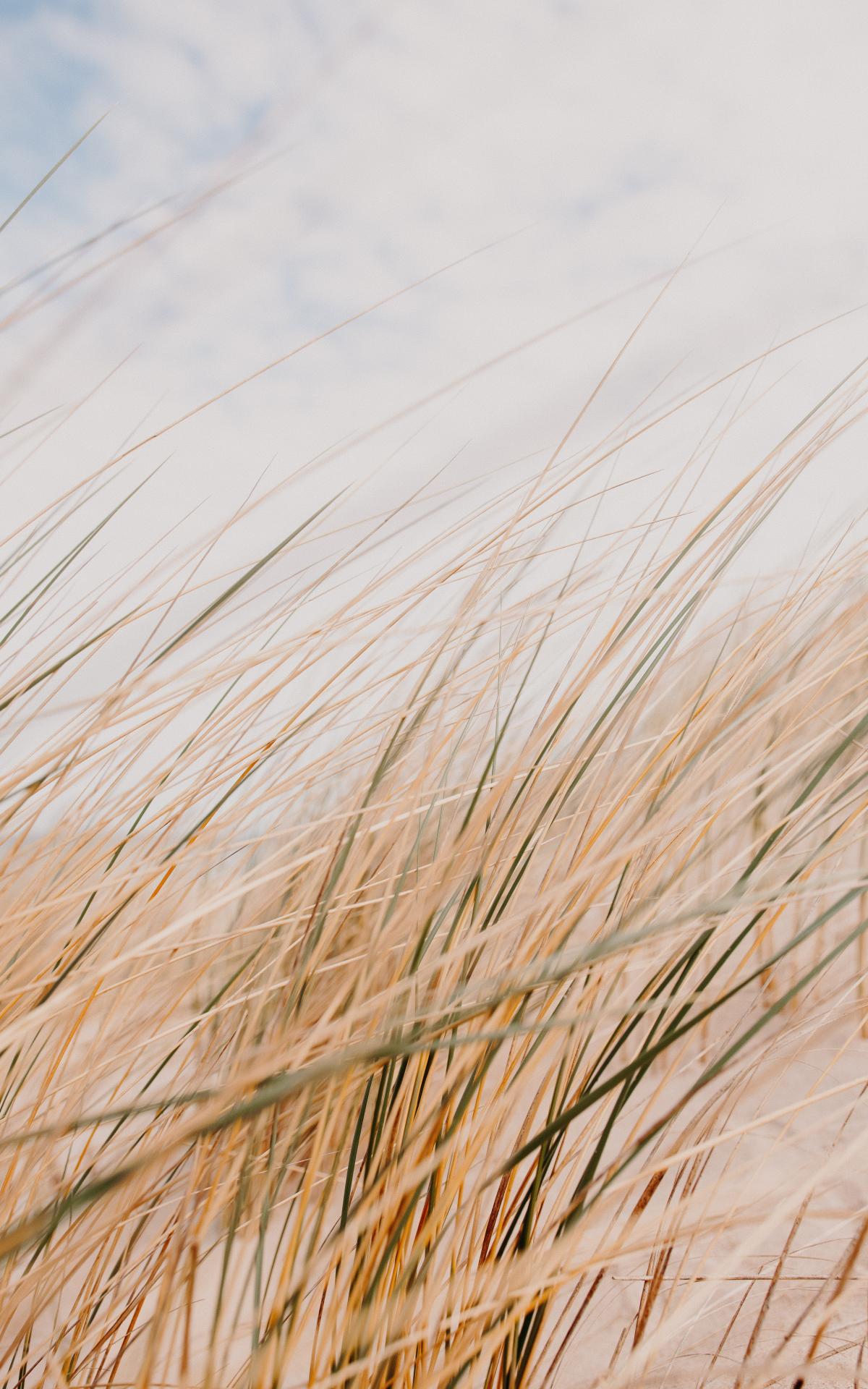 Grass Field Desert Macro