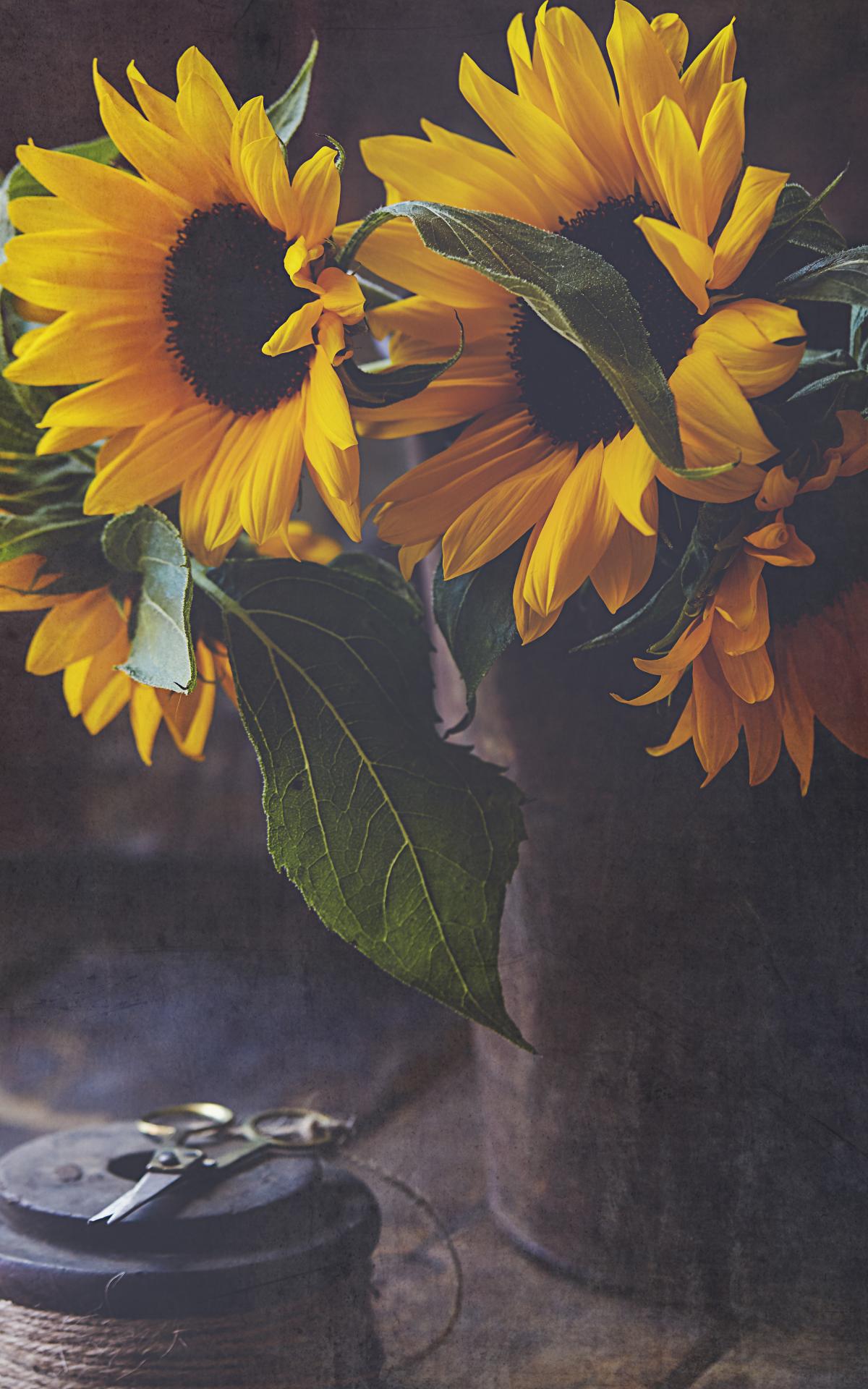 Sunflowers Flowers Bouquet Floristry