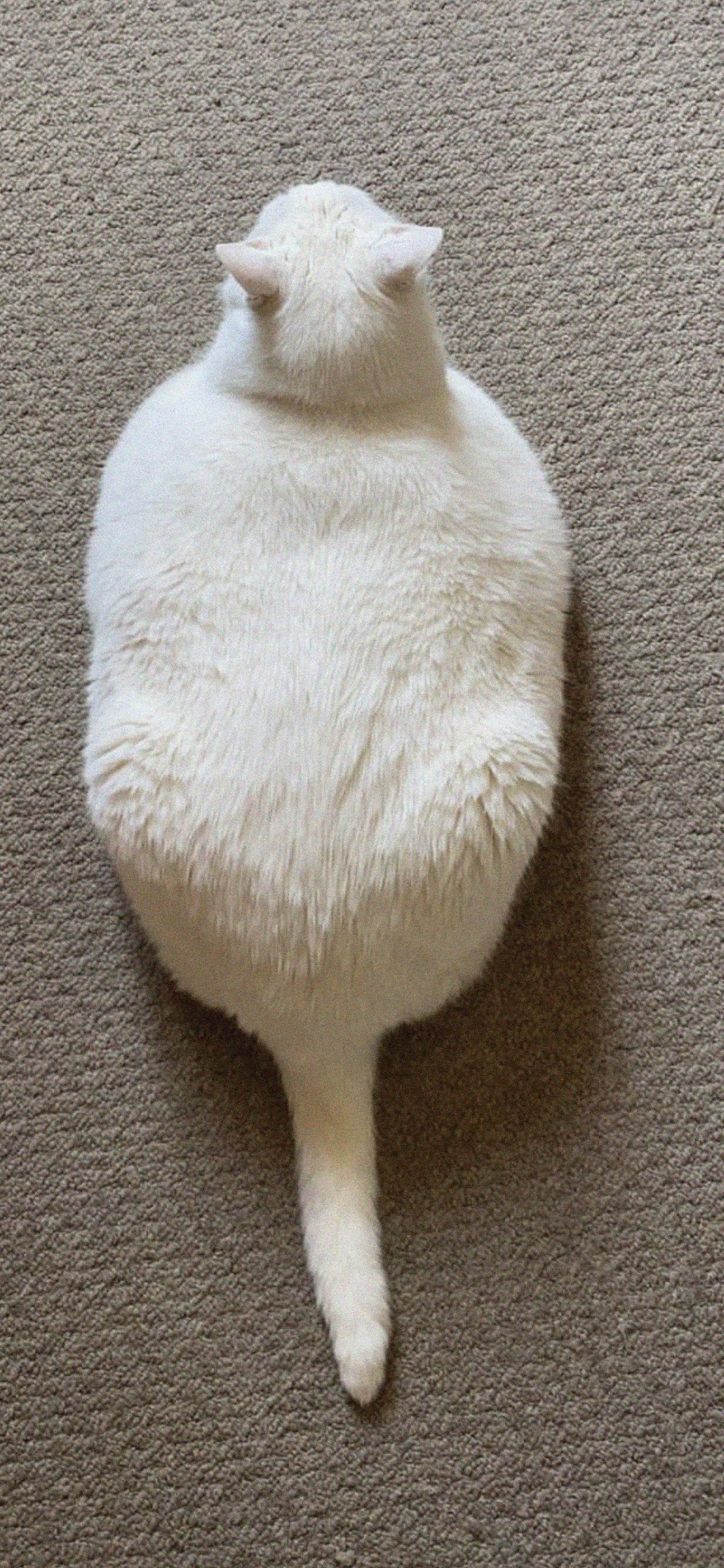 King-duncan Fat-cat Cat Tail White