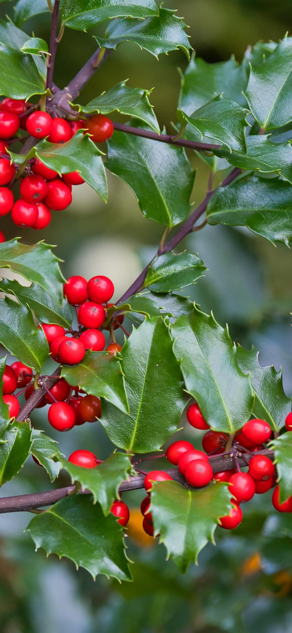 Mistletoe Berries Branches Leaves Macro