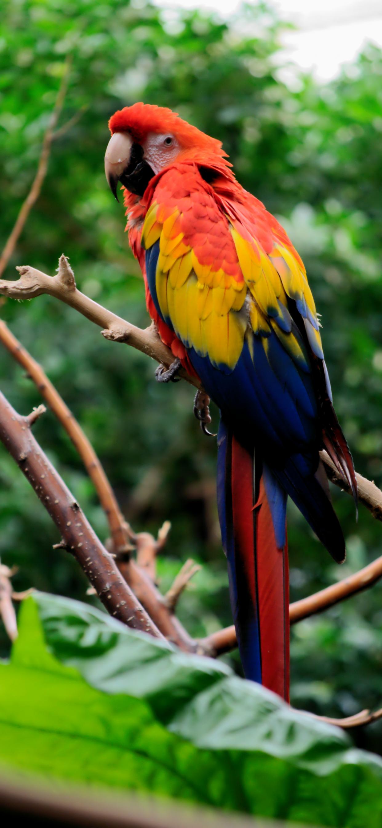 Parrot Bird Tree Branches Leaves