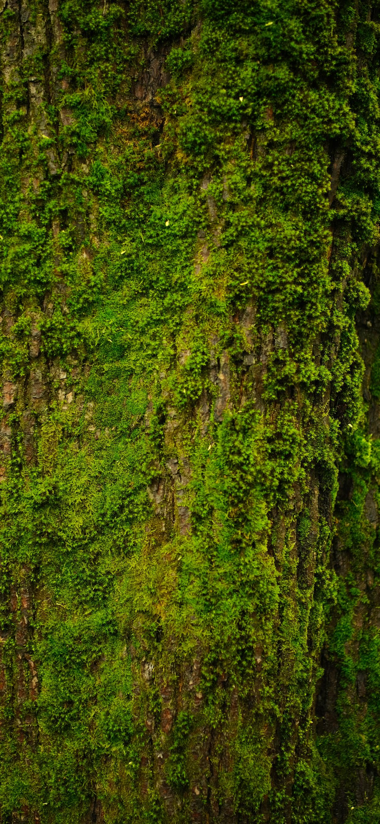 Tree Bark Moss Texture