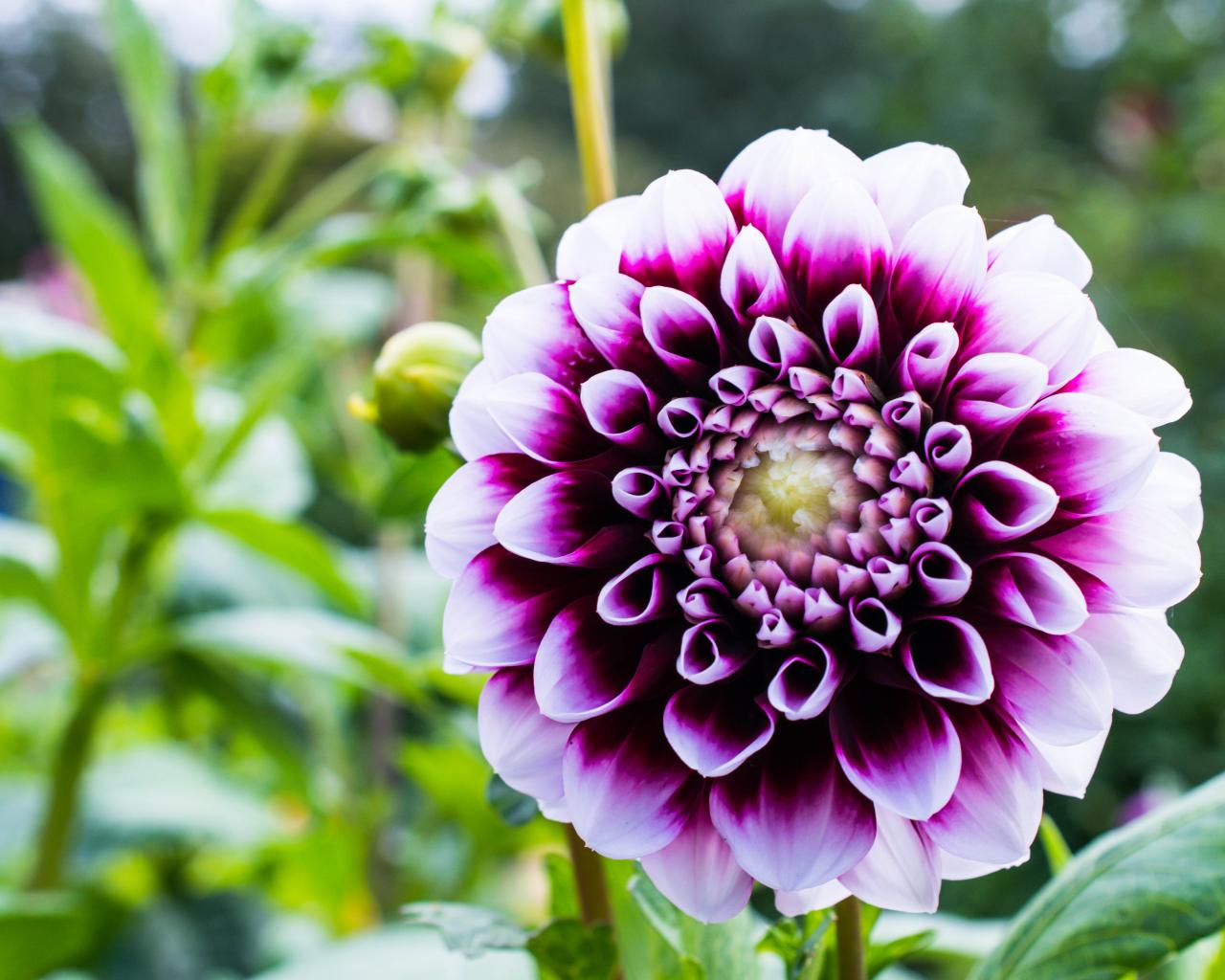 Dahlia Flower Petals Purple Macro