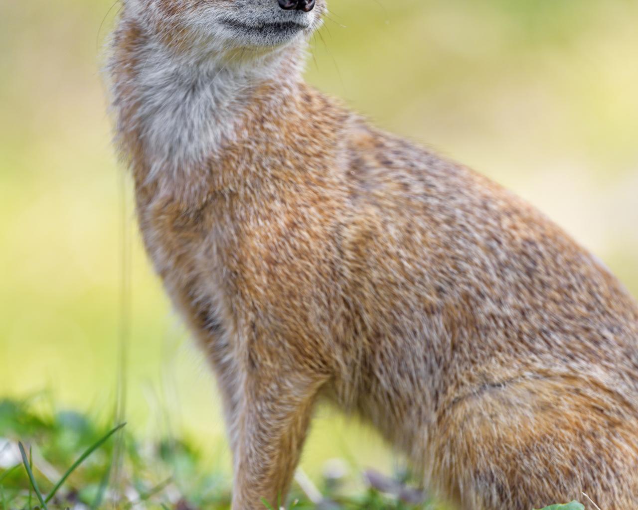 Mongoose Glance Funny Animal
