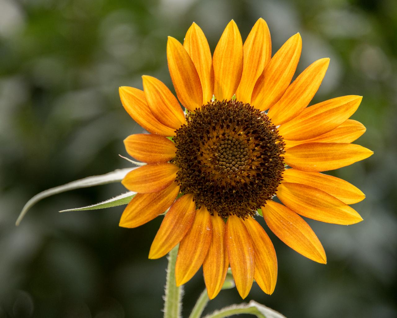 Sunflower Flower Petals Plant Yellow Macro