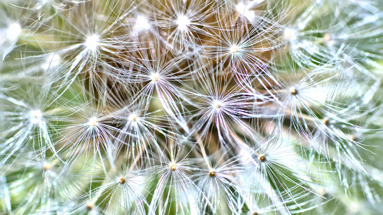 Cactus Plant Fluff Macro