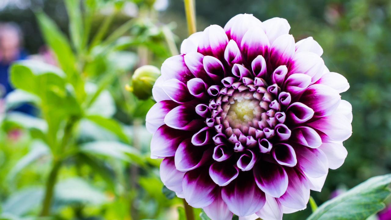 Dahlia Flower Petals Purple Macro