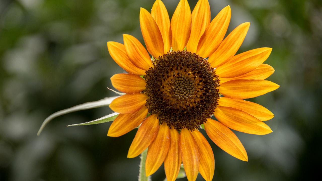 Sunflower Flower Petals Plant Yellow Macro