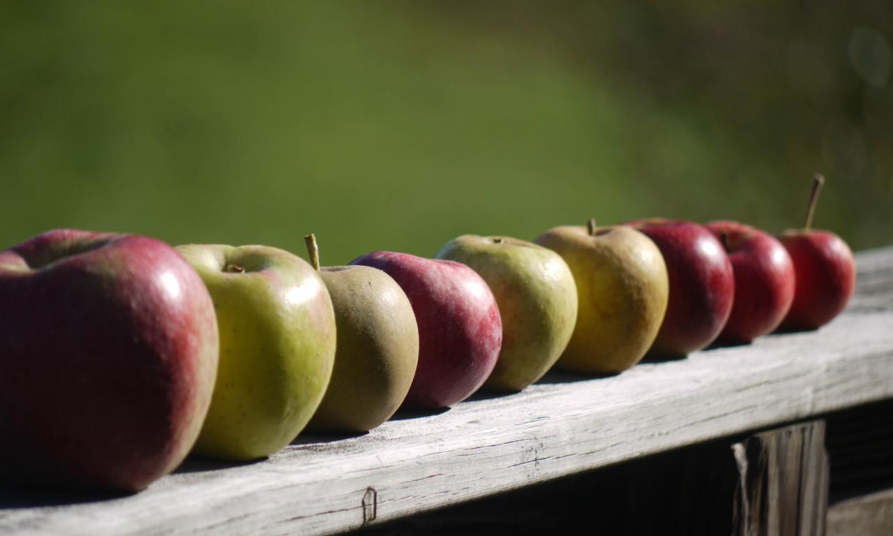 Apples Fruit Fresh Fence