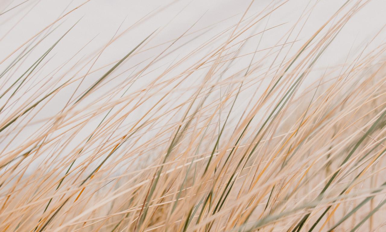 Grass Field Desert Macro