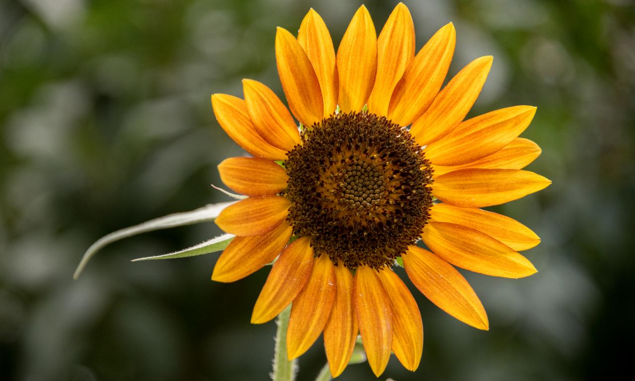 Sunflower Flower Petals Plant Yellow Macro