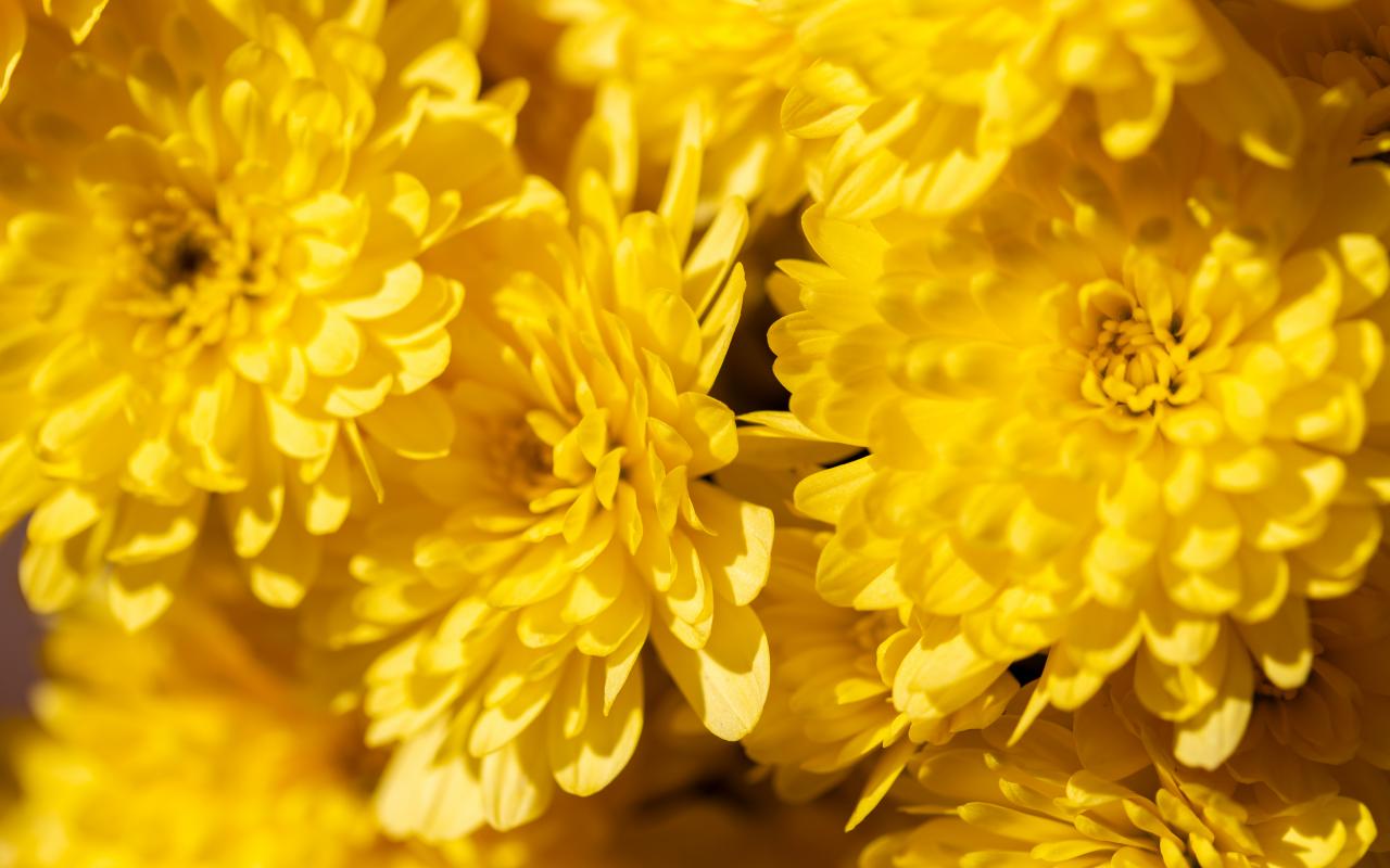 Chrysanthemums Flowers Petals Yellow Bright Macro
