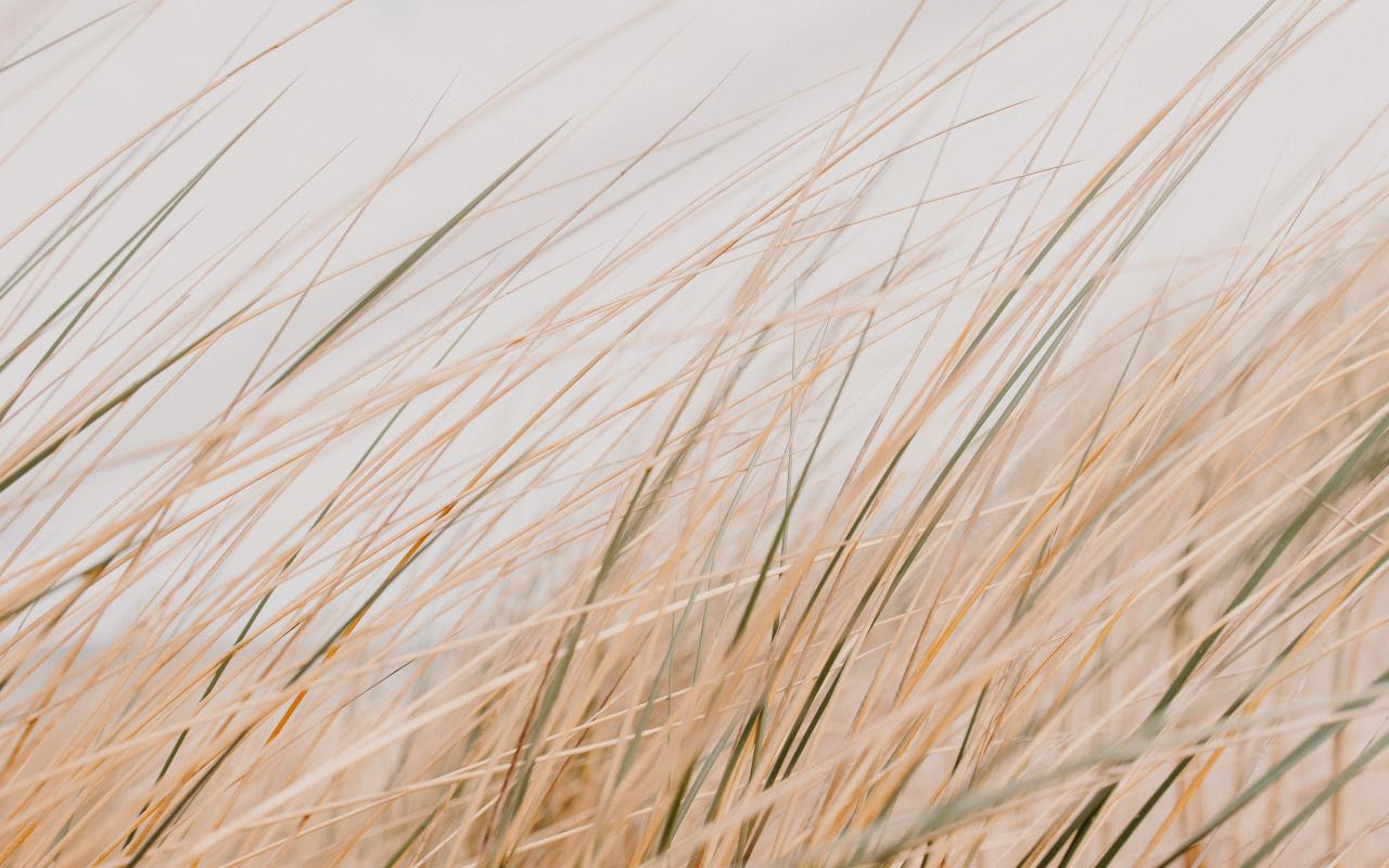 Grass Field Desert Macro