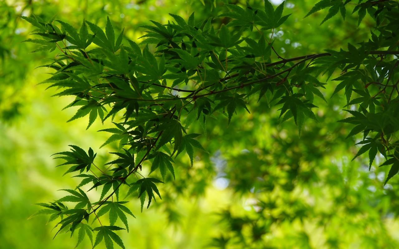 Tree Leaves Green Macro