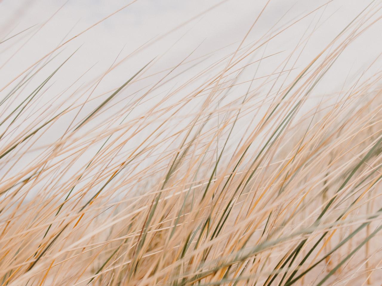 Grass Field Desert Macro