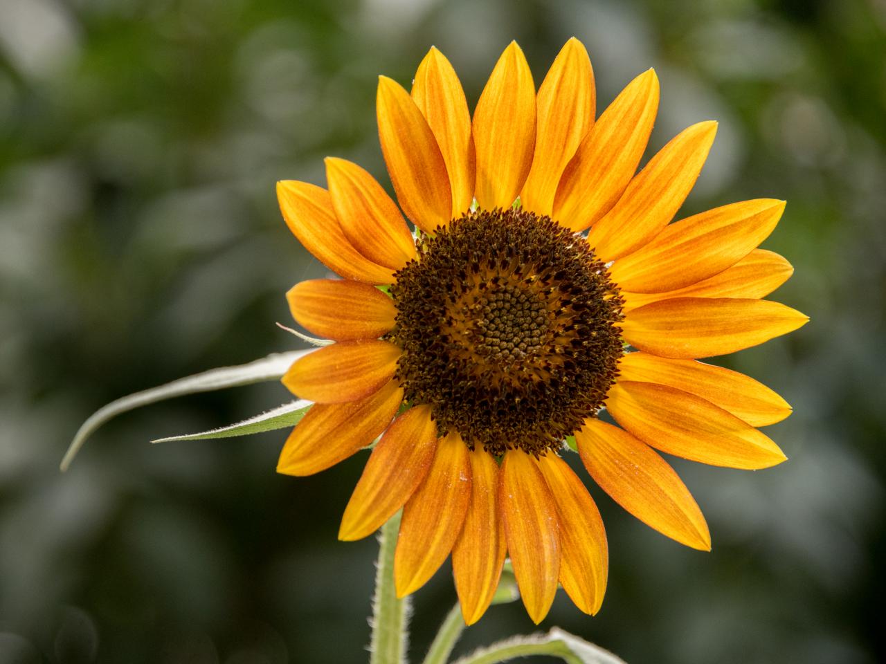 Sunflower Flower Petals Plant Yellow Macro