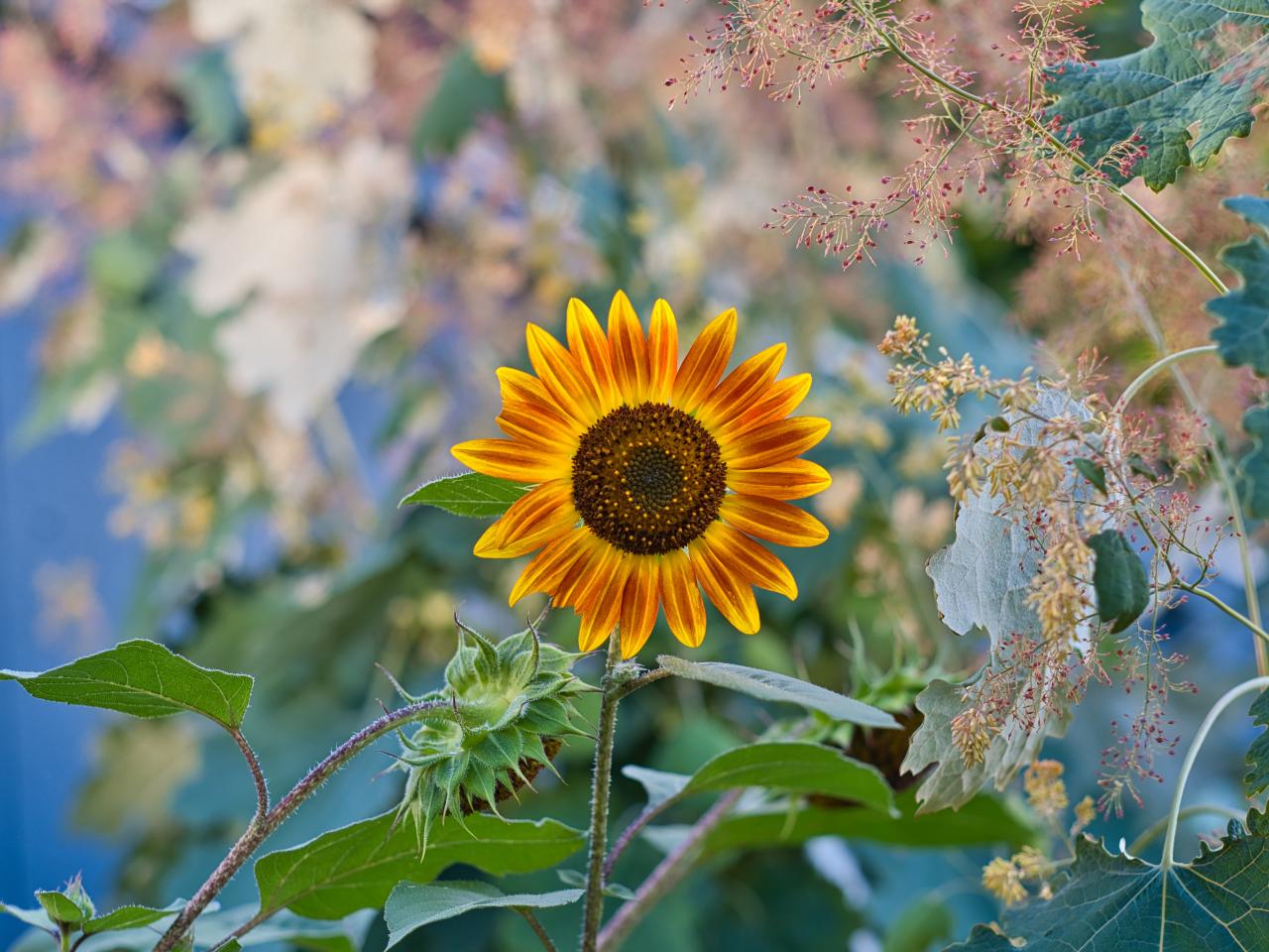 Sunflower Flower Plant Macro