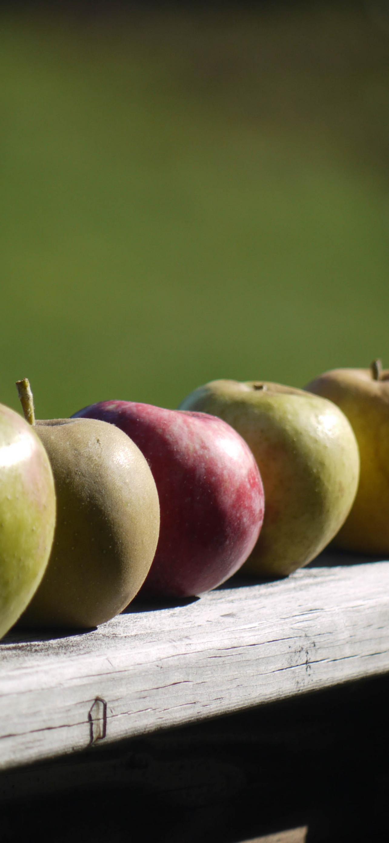 Apples Fruit Fresh Fence