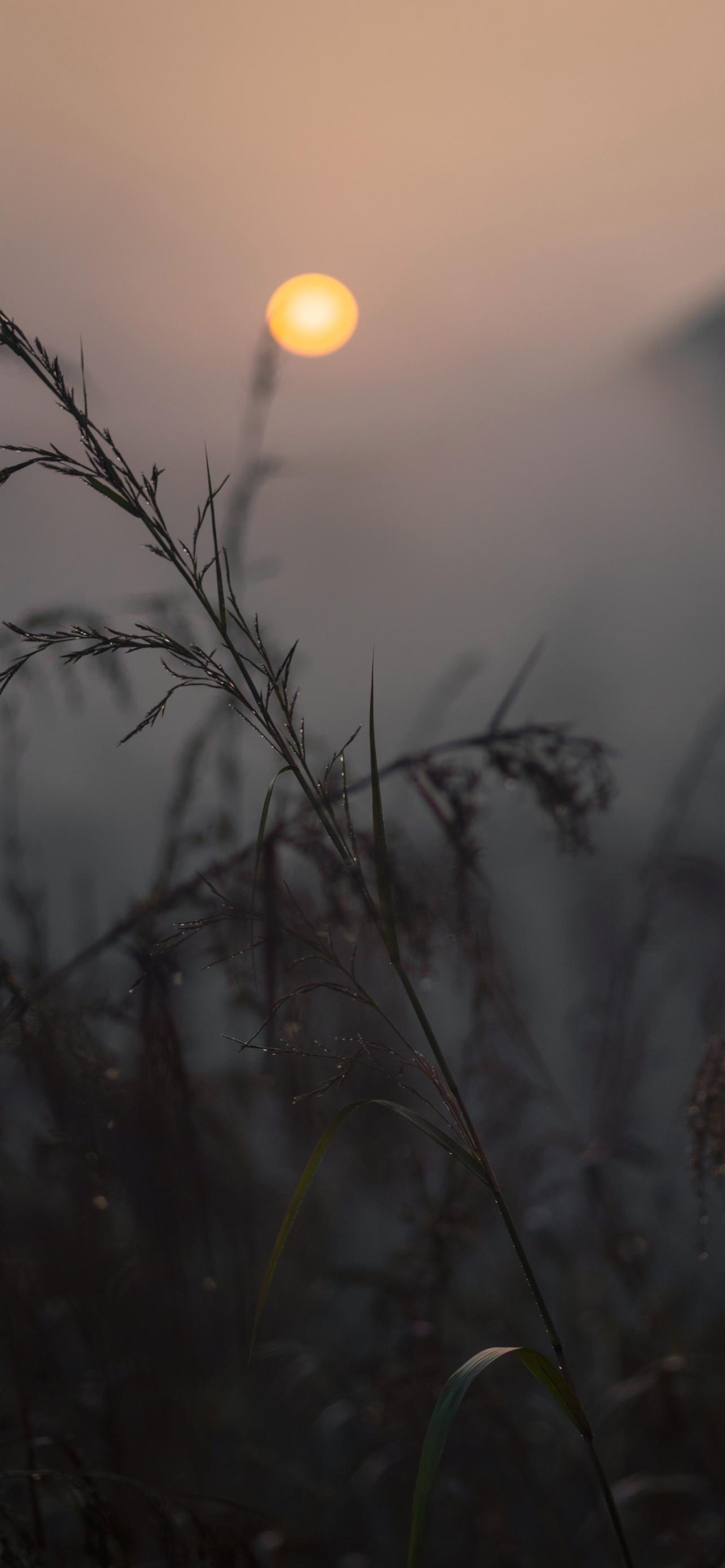 Grass Ears Dusk Macro