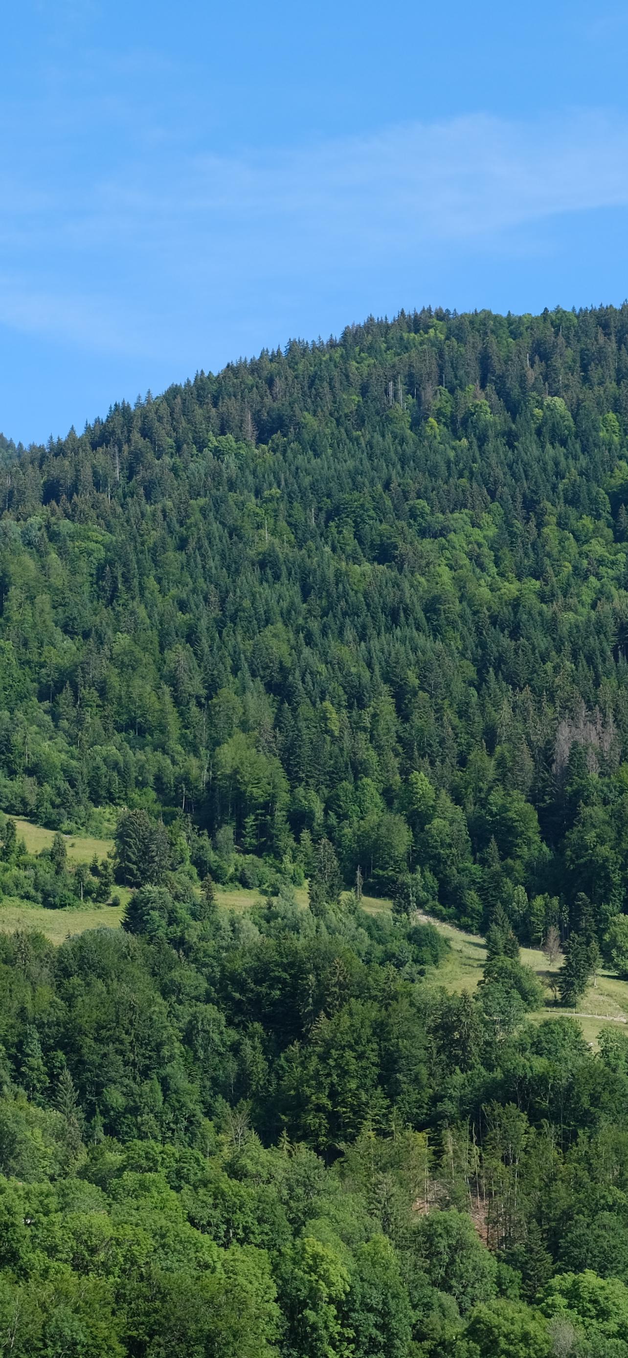 Hills Forest Trees Nature Landscape Aerial-view